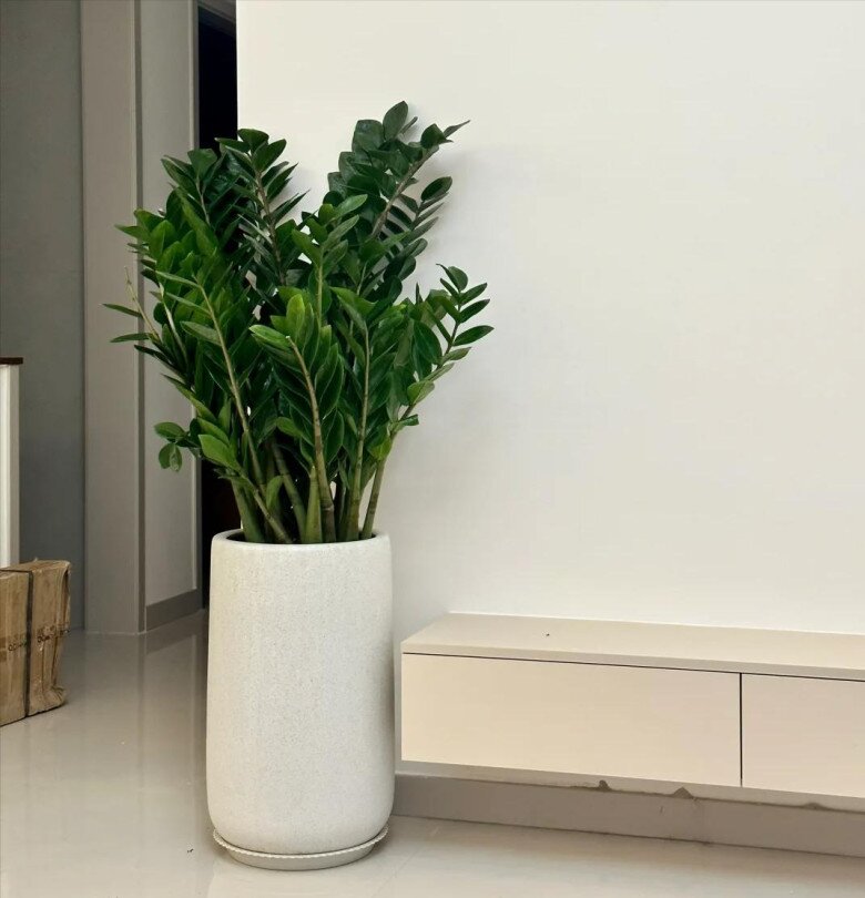 Ngày càng nhiều người từ bỏ cây kim tiền, 4 nhược điểm này khiến ai cũng phải ngán ngẩm - 5