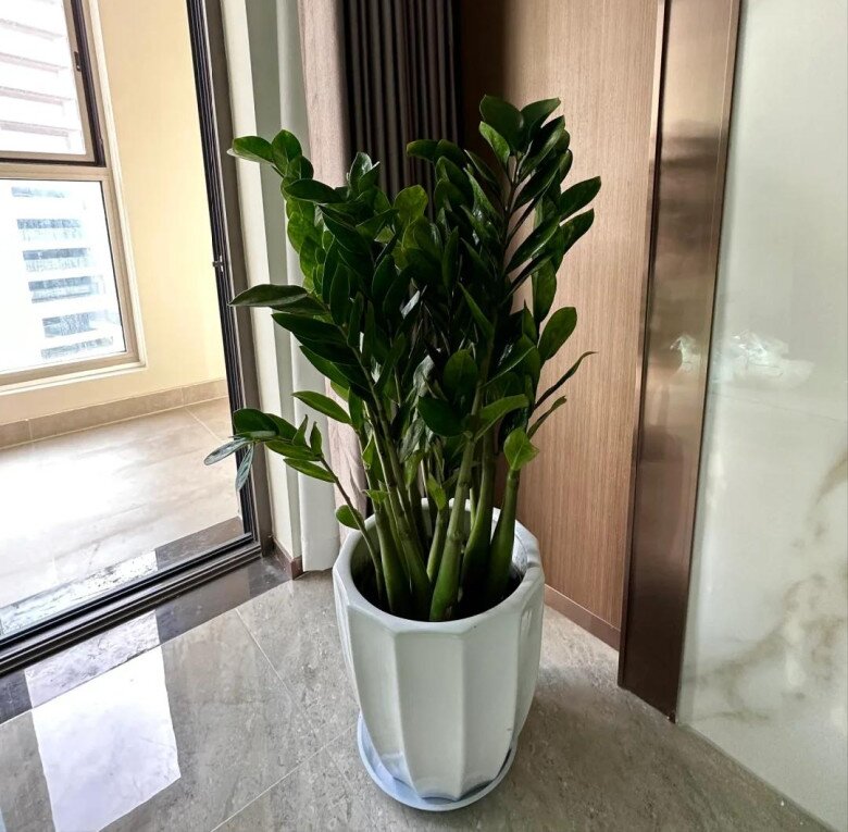 Ngày càng nhiều người từ bỏ cây kim tiền, 4 nhược điểm này khiến ai cũng phải ngán ngẩm - 6