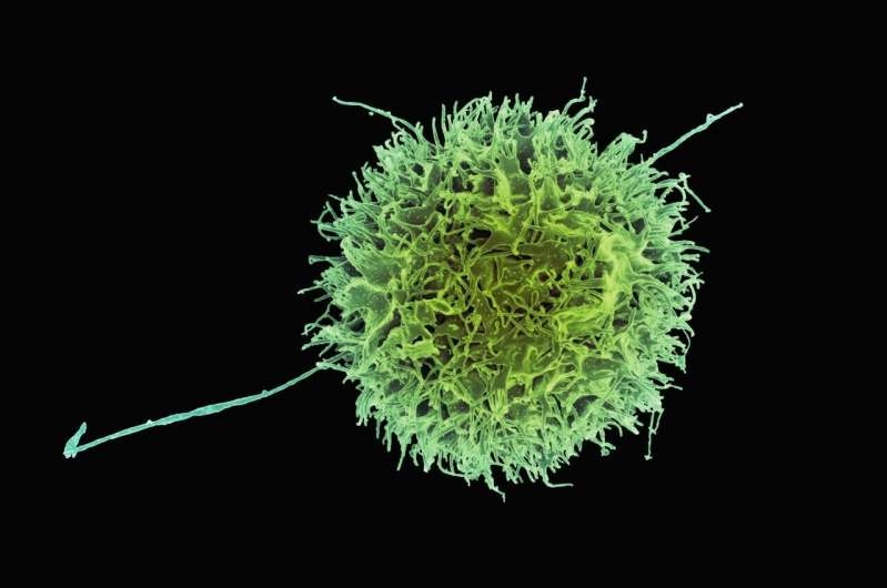 Tế bào sát thủ trong cơ thể. Ảnh: Unplash