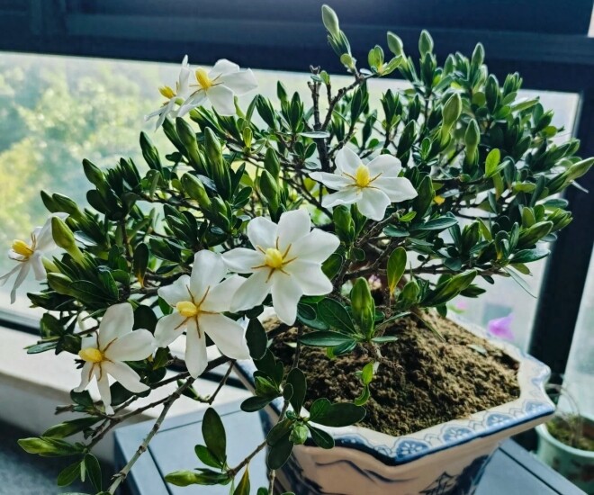 Đây là “vua” hoa trồng chậu, nở quanh năm đẹp như ngọc, thơm như nước hoa, giúp hút tài lộc vào nhà - 1