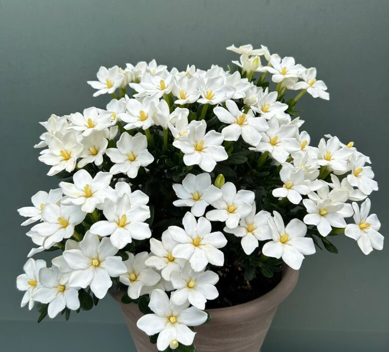 Đây là “vua” hoa trồng chậu, nở quanh năm đẹp như ngọc, thơm như nước hoa, giúp hút tài lộc vào nhà - 2