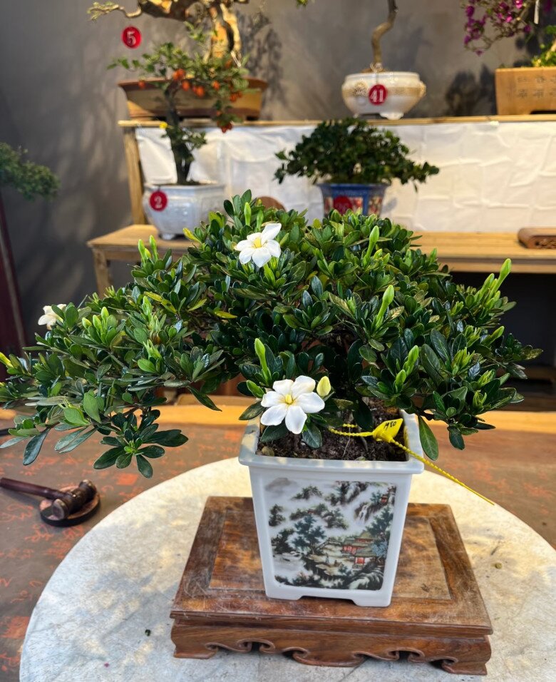 Đây là “vua” hoa trồng chậu, nở quanh năm đẹp như ngọc, thơm như nước hoa, giúp hút tài lộc vào nhà - 3