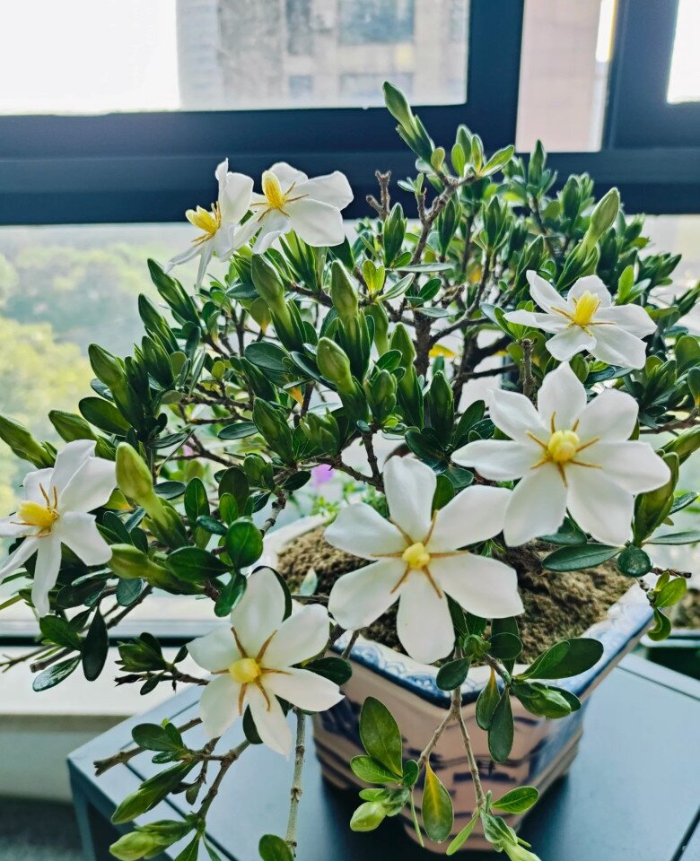 Đây là “vua” hoa trồng chậu, nở quanh năm đẹp như ngọc, thơm như nước hoa, giúp hút tài lộc vào nhà - 4