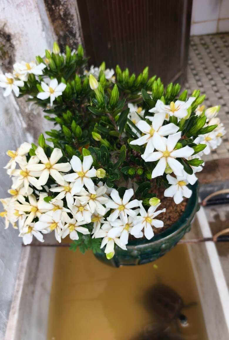 Đây là “vua” hoa trồng chậu, nở quanh năm đẹp như ngọc, thơm như nước hoa, giúp hút tài lộc vào nhà - 6