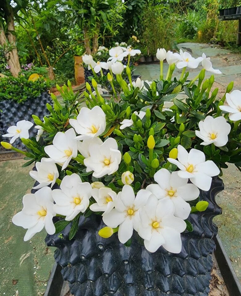 Đây là “vua” hoa trồng chậu, nở quanh năm đẹp như ngọc, thơm như nước hoa, giúp hút tài lộc vào nhà - 7