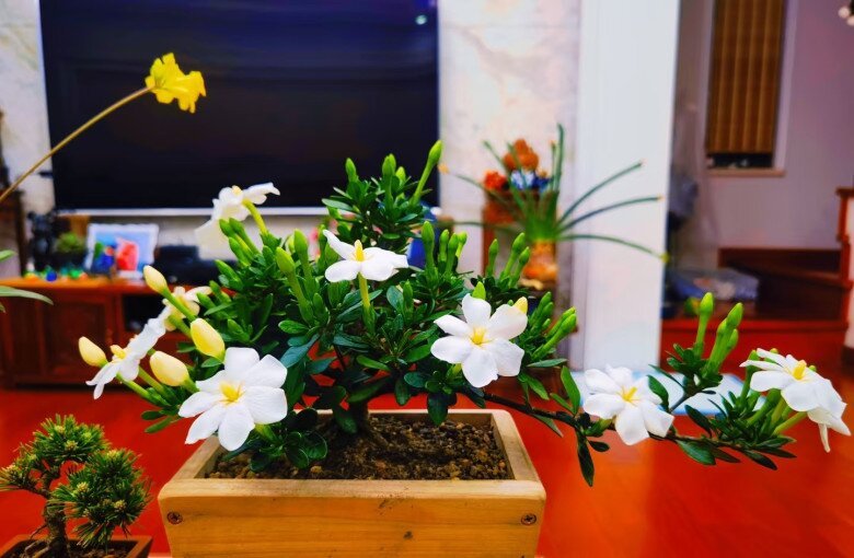 Đây là “vua” hoa trồng chậu, nở quanh năm đẹp như ngọc, thơm như nước hoa, giúp hút tài lộc vào nhà - 8