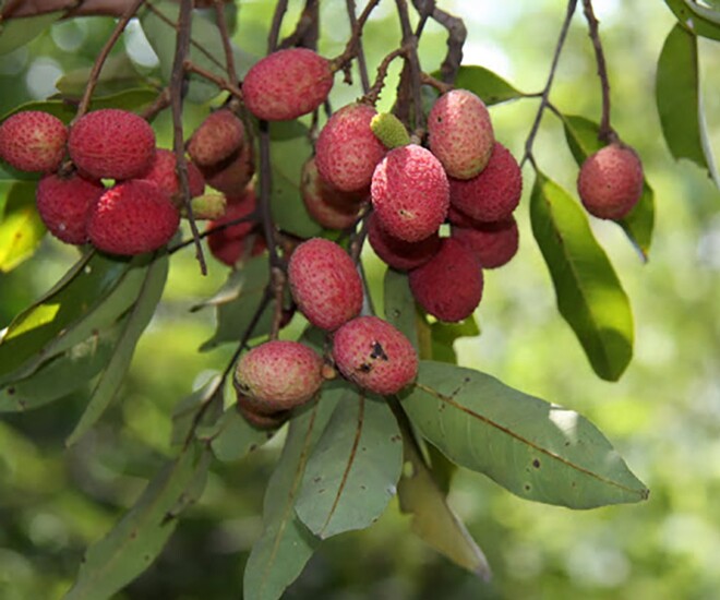 Loại quả xưa rụng đầy không ai biết đến, nay thành đặc sản mùa hè có vị chua ngọt hấp dẫn được ưa chuộng, 90.000 đồng/kg - 1