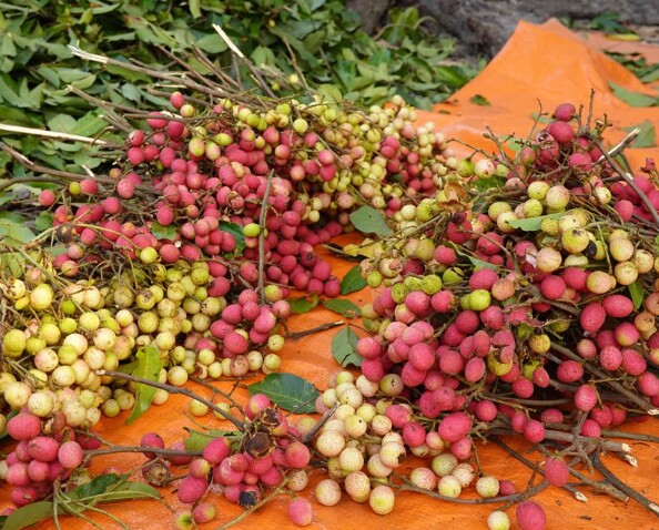 Loại quả xưa rụng đầy không ai biết đến, nay thành đặc sản mùa hè có vị chua ngọt hấp dẫn được ưa chuộng, 90.000 đồng/kg - 3