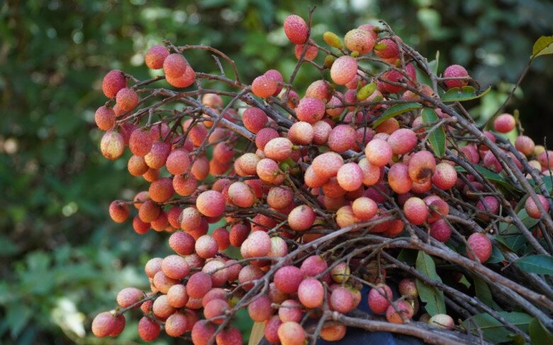 Loại quả xưa rụng đầy không ai biết đến, nay thành đặc sản mùa hè có vị chua ngọt hấp dẫn được ưa chuộng, 90.000 đồng/kg - 4