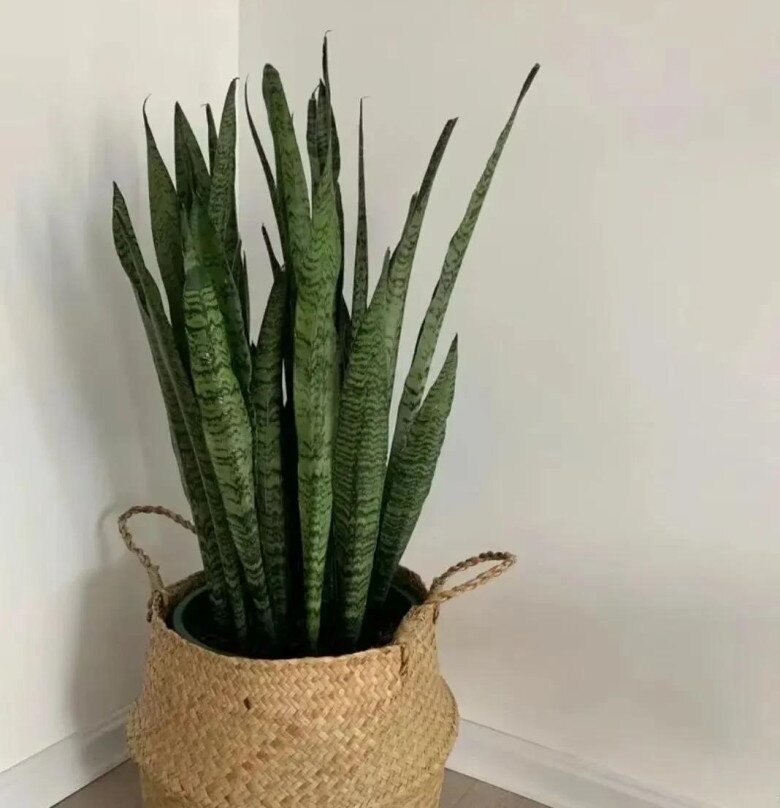 Xem thêm: Có nên trồng cây lưỡi hổ trước cửa nhà? 10 người thì 9 người trả lời sai