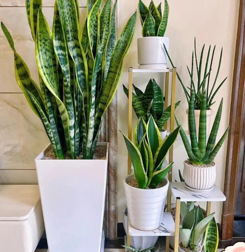 Mùa hè chăm cây lưỡi hổ theo quy tắc “3 không thiếu”, chồi non sẽ mọc liên tục, một chậu thành 3 chậu - 3