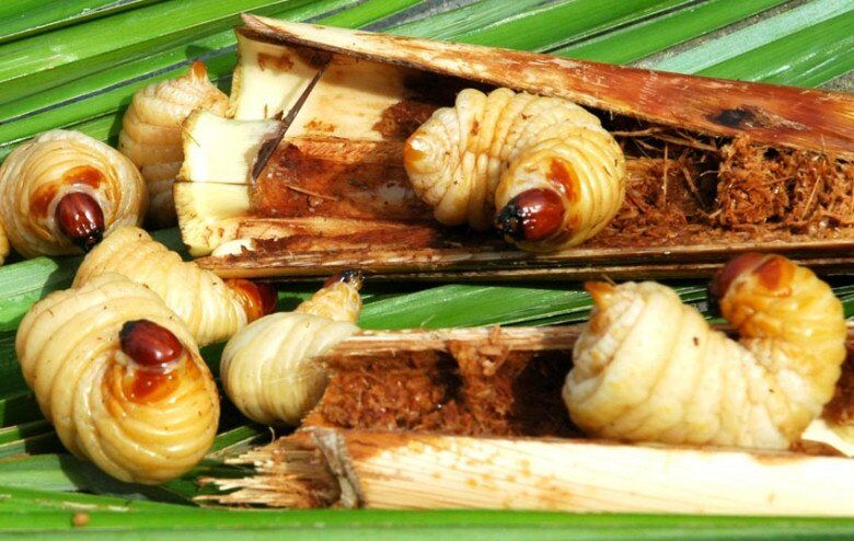 Đuông chà là rất hiếm nên không phải ai cũng có cơ hội được thưởng thức