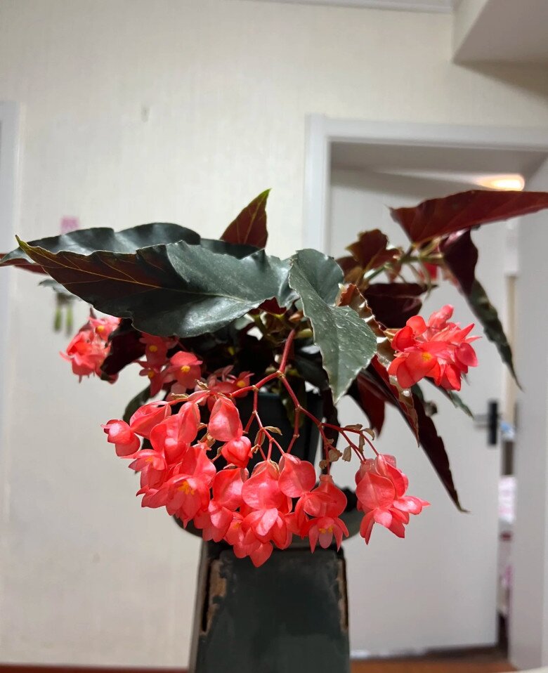 Vẻ đẹp của hoa thu hải đường cánh rồng. (Clip: Planting With Pablo)