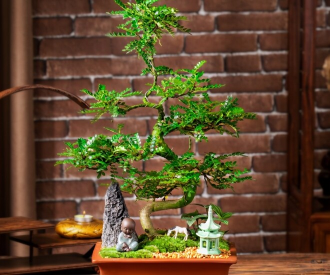 Người giàu thích trồng 3 loại cây này hơn hoa, vừa sang vừa hút tài lộc, bảo vệ sức khỏe cả nhà - 1