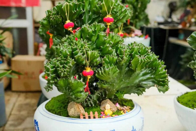 Người giàu thích trồng 3 loại cây này hơn hoa, vừa sang vừa hút tài lộc, bảo vệ sức khỏe cả nhà - 3