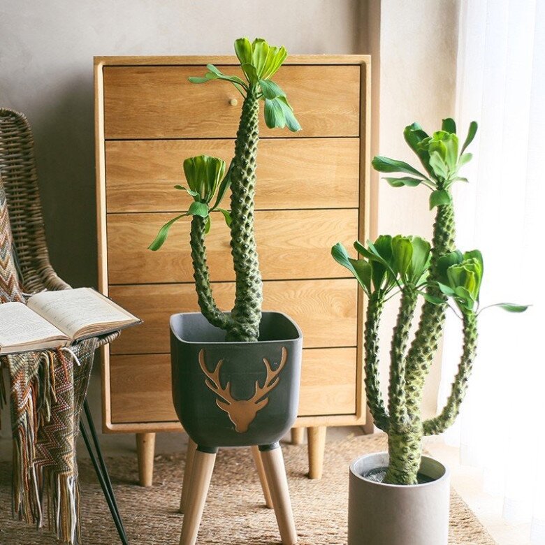 Người giàu thích trồng 3 loại cây này hơn hoa, vừa sang vừa hút tài lộc, bảo vệ sức khỏe cả nhà - 4