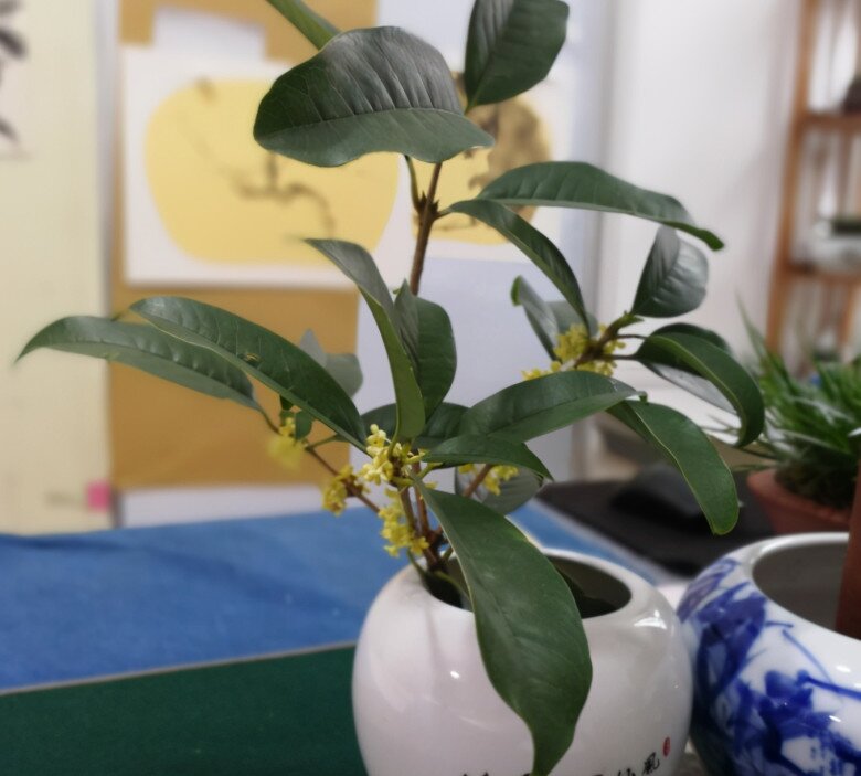 Người giàu thích trồng 3 loại cây này hơn hoa, vừa sang vừa hút tài lộc, bảo vệ sức khỏe cả nhà - 6