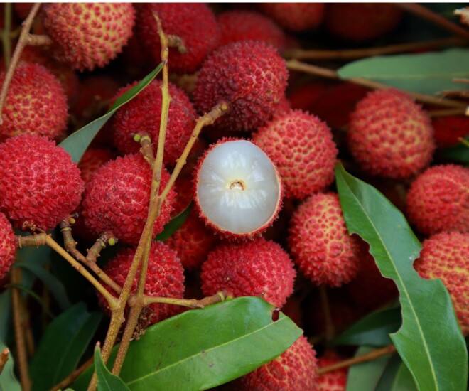 Nước từ vỏ vải có thể hỗ trợ giảm ngứa cho người mắc bệnh chàm. (Ảnh minh hoạ).