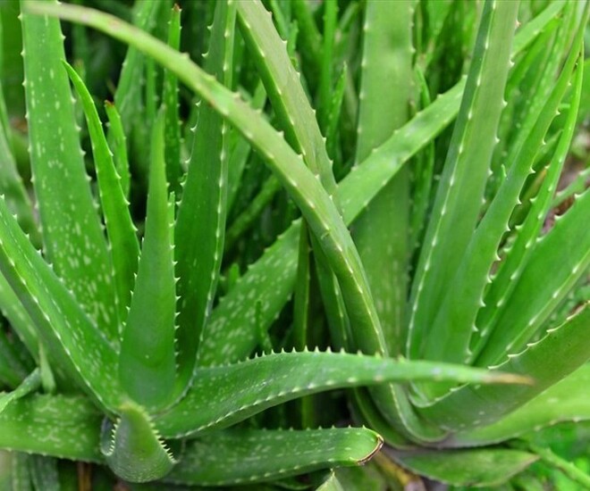 Cây dại mọc bờ bụi thành đặc sản mùa hè có hương vị đặc biệt, được ví như amp;#34;thần dượcamp;#34;, tốt cho sức khỏe - 1