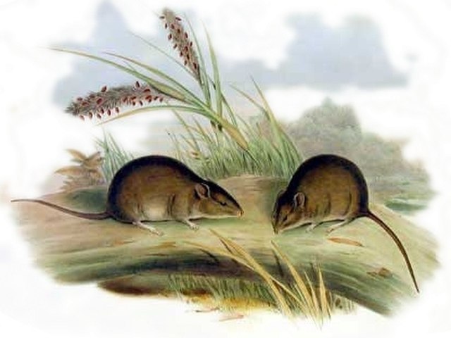 Illustration of two mice