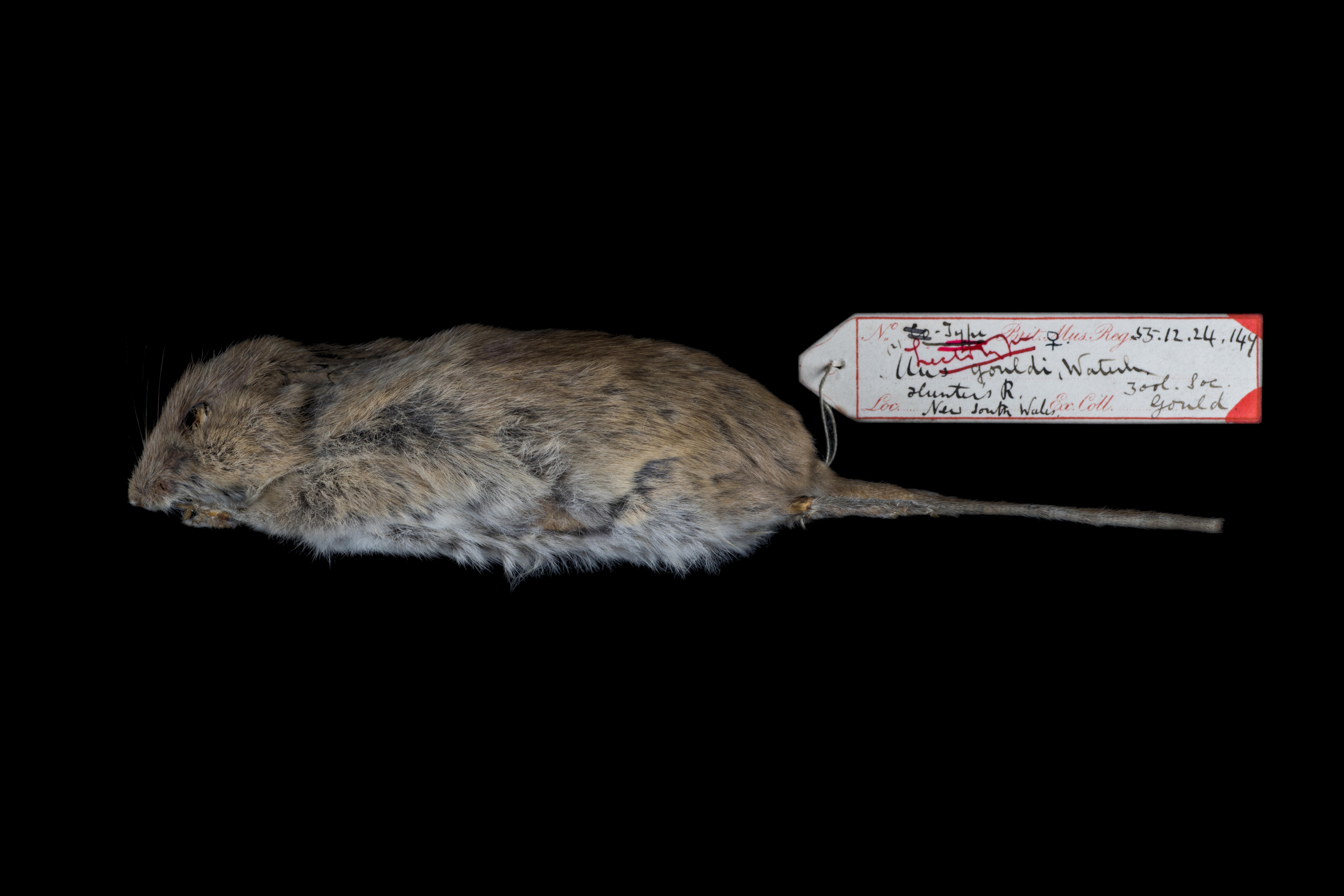 A dead mouse with tag