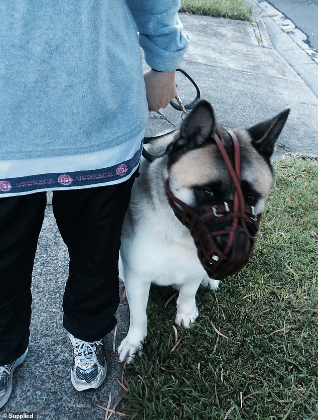 Úc: Chó dữ cắn trọng thương người bạn, chủ tự tay tiêu hủy ngay trước phiên tòa - 1