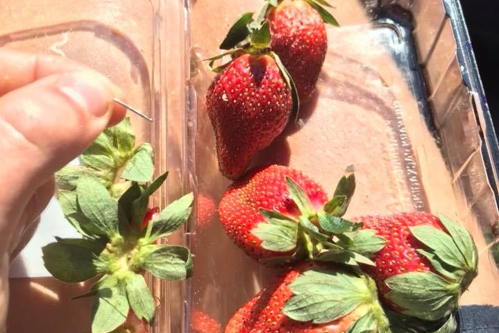 Punnet of strawberries with a hand holding a small needle.