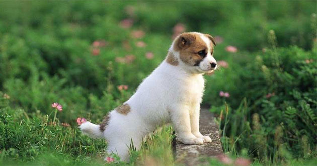 Cham chi Troi thuong, 4 con giap cang co tuoi cang hot loc, giau nuc tieng-Hinh-4