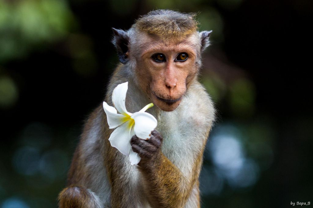 Thoi toi roi, 4 con giap giau co nhat, may man nhat 2 thang toi