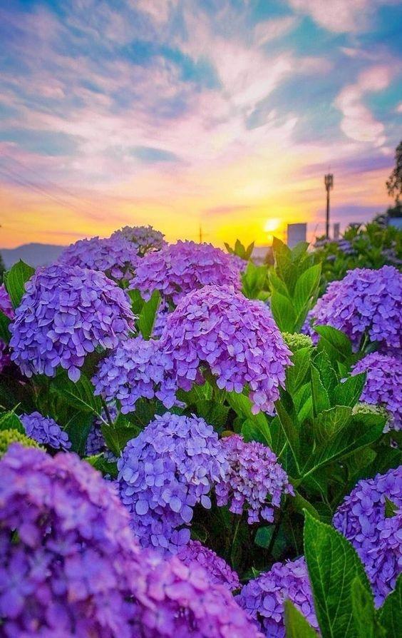 Tử vi 12 con giáp ngày 12/7/2022: Tuất chớ xem nhẹ!-1