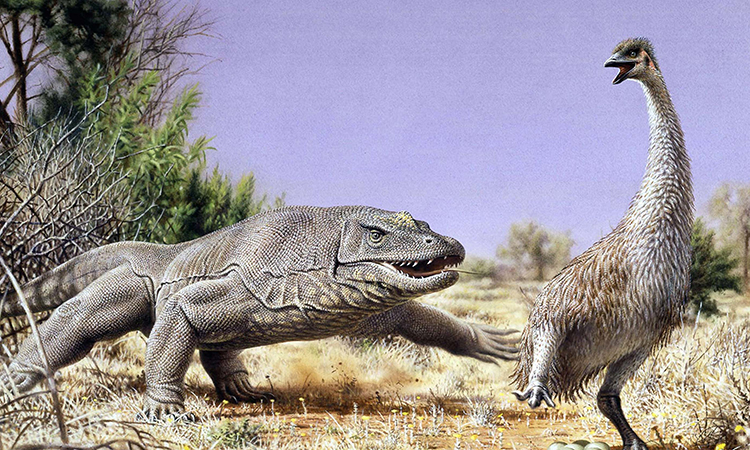 Minh họa vịt quỷ bị một con thằn lằn khổng lồ săn đuổi ở Australia khoảng 50.000 năm trước. Nguồn: Peter Trusler