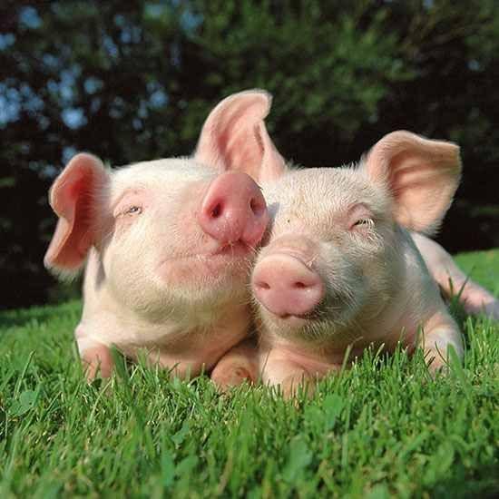 Tử vi hàng ngày của 12 con giáp thứ Năm ngày 14/7/2022: Dần khai tài vận-5