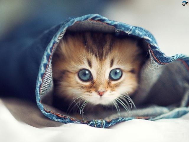 Tử vi hàng ngày 12 con giáp thứ Bảy 16/7/2022: Trèo cao ắt ngã đau-2