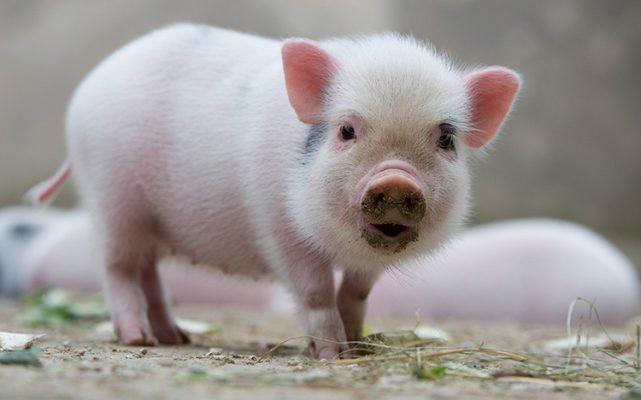 Tử vi hàng ngày 12 con giáp thứ Bảy 16/7/2022: Trèo cao ắt ngã đau-5