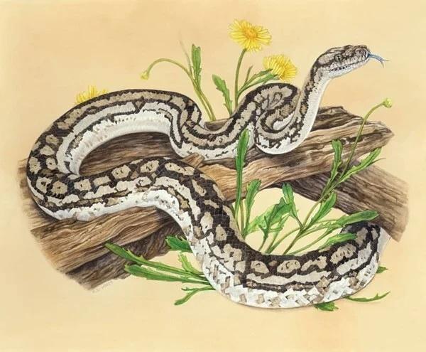 4 con giáp cá chép hóa rồng, tiền vào như nước từ 2023 đến 2031-2