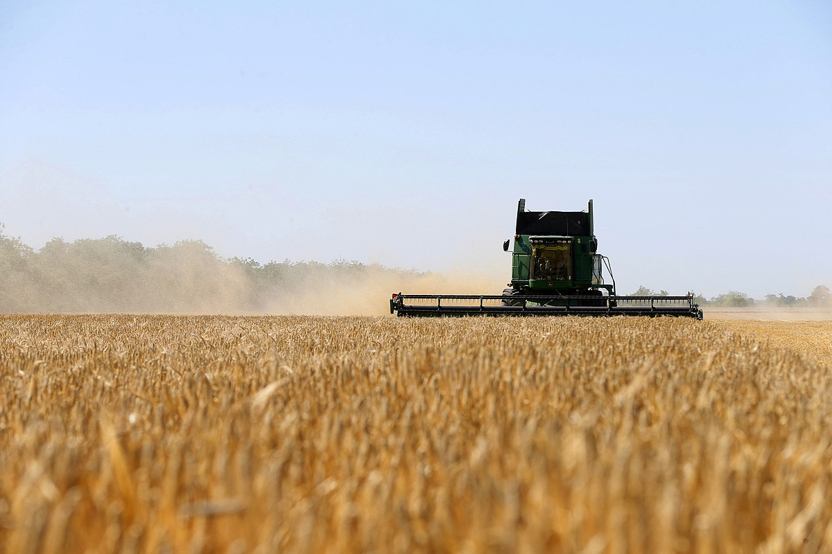 Nông dân thu hoạch ngũ cốc ở Odessa, Ukraine ngày 22/6. Ảnh: Reuters.