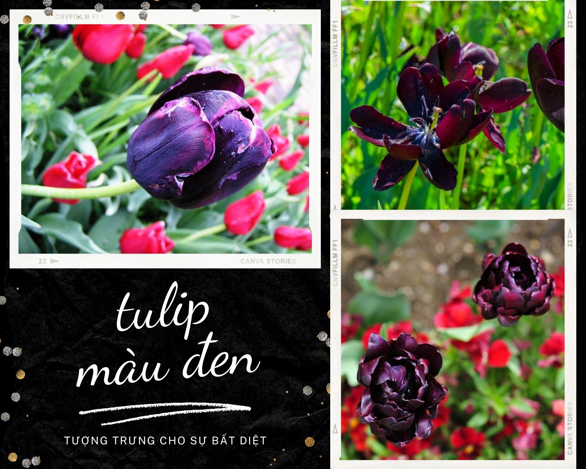 Hoa Tulip - Nguồn gốc, đặc điểm và ý nghĩa ẩn giấu đằng sau mỗi sắc hoa - 12