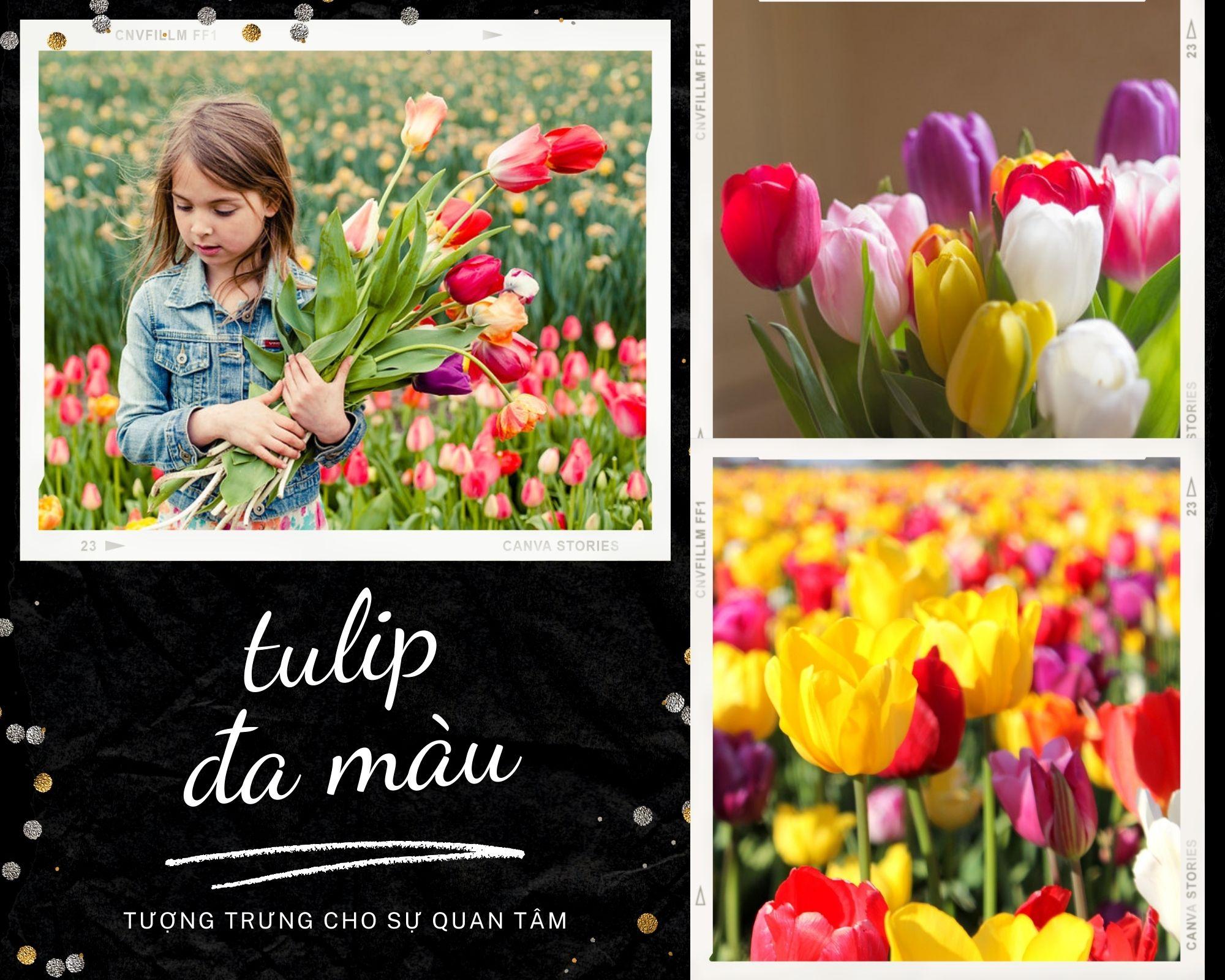 Hoa Tulip - Nguồn gốc, đặc điểm và ý nghĩa ẩn giấu đằng sau mỗi sắc hoa - 13