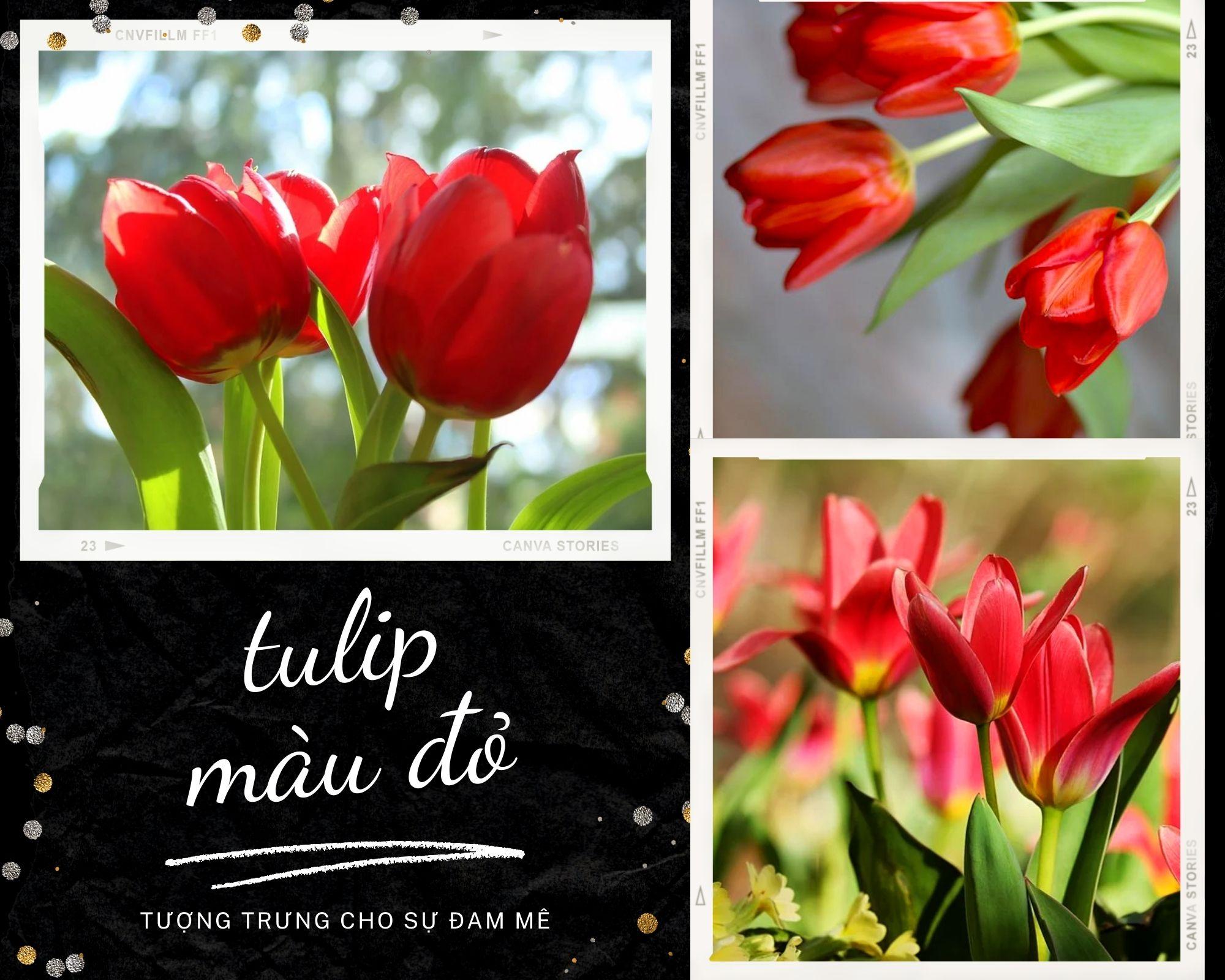 Hoa Tulip - Nguồn gốc, đặc điểm và ý nghĩa ẩn giấu đằng sau mỗi sắc hoa - 6