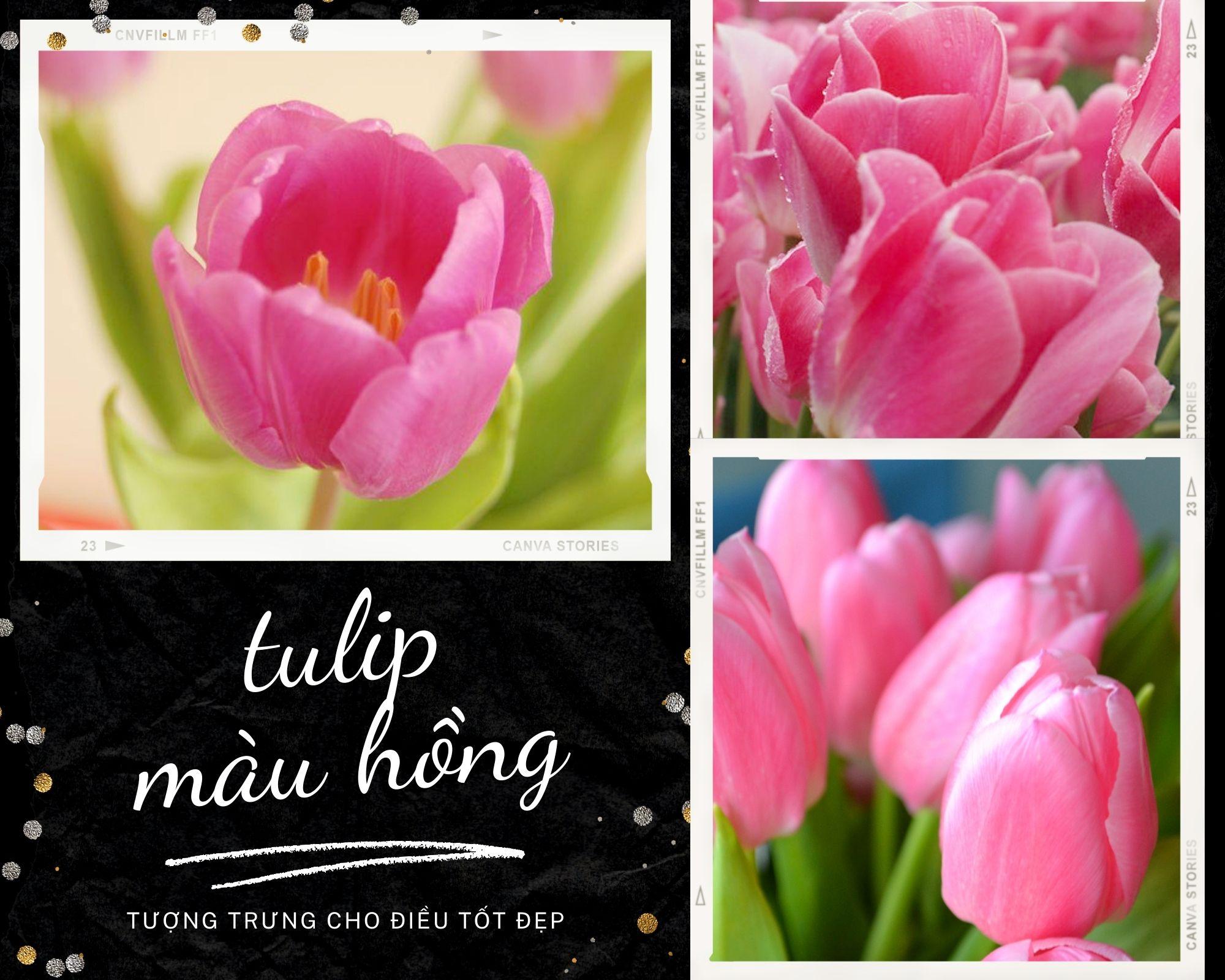 Hoa Tulip - Nguồn gốc, đặc điểm và ý nghĩa ẩn giấu đằng sau mỗi sắc hoa - 7