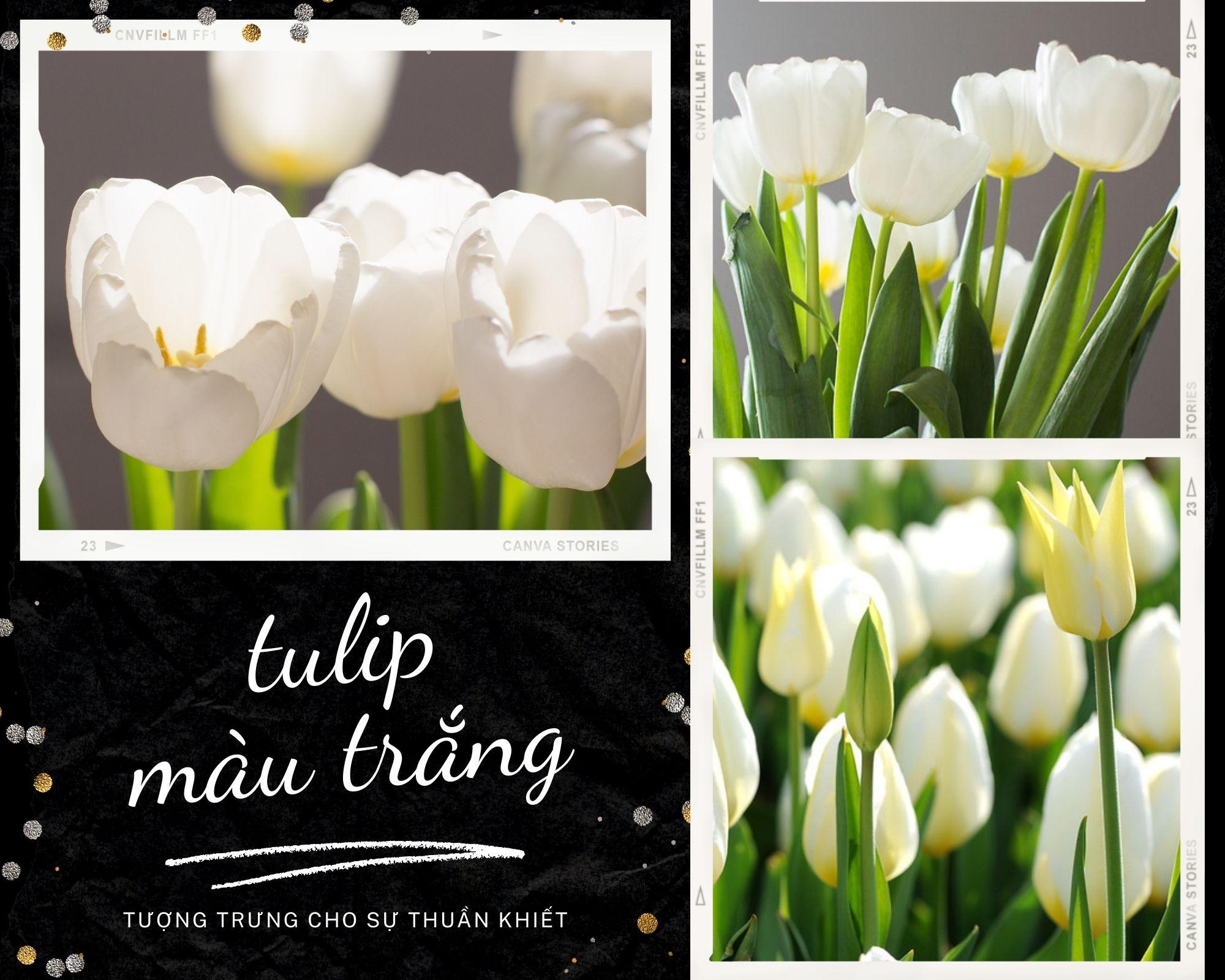 Hoa Tulip - Nguồn gốc, đặc điểm và ý nghĩa ẩn giấu đằng sau mỗi sắc hoa - 8