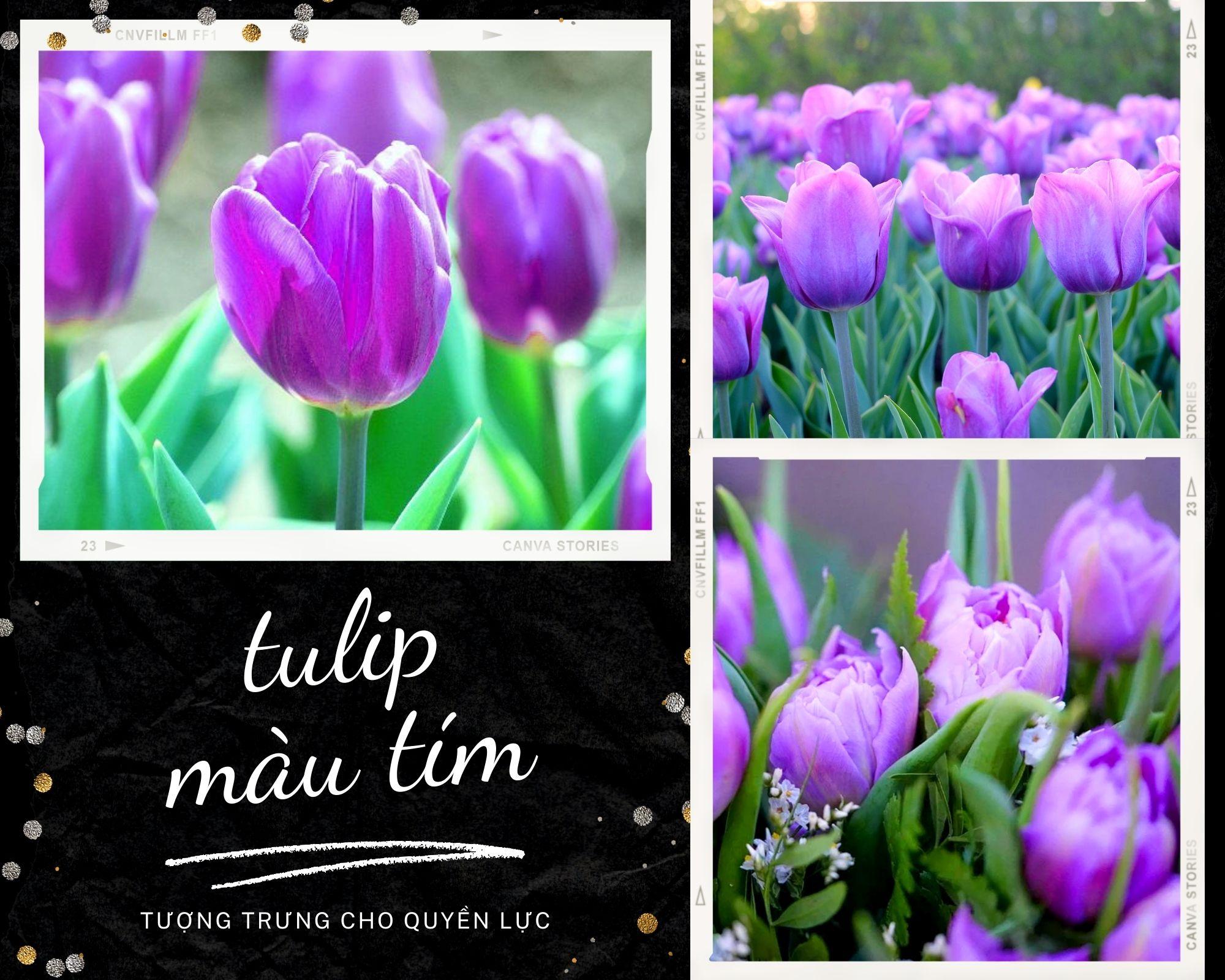 Hoa Tulip - Nguồn gốc, đặc điểm và ý nghĩa ẩn giấu đằng sau mỗi sắc hoa - 9