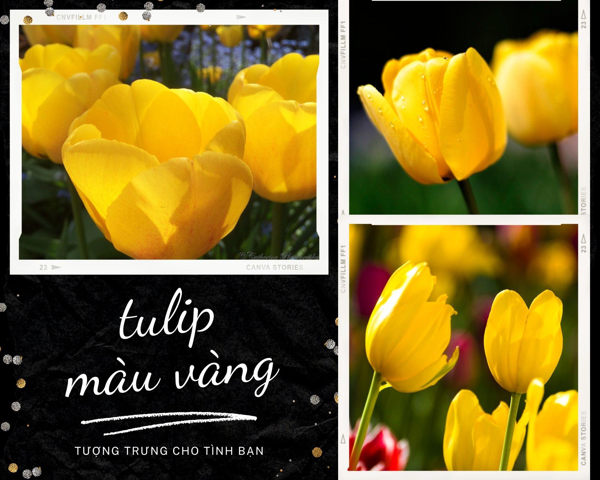 Hoa Tulip - Nguồn gốc, đặc điểm và ý nghĩa ẩn giấu đằng sau mỗi sắc hoa - 10