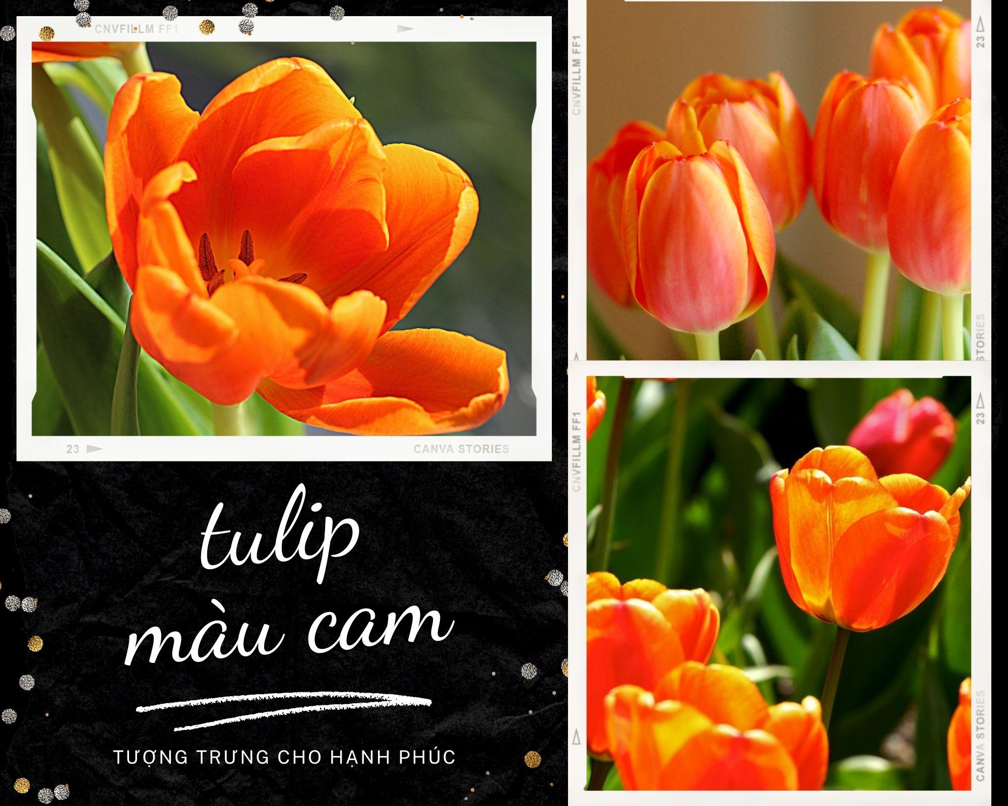 Hoa Tulip - Nguồn gốc, đặc điểm và ý nghĩa ẩn giấu đằng sau mỗi sắc hoa - 11