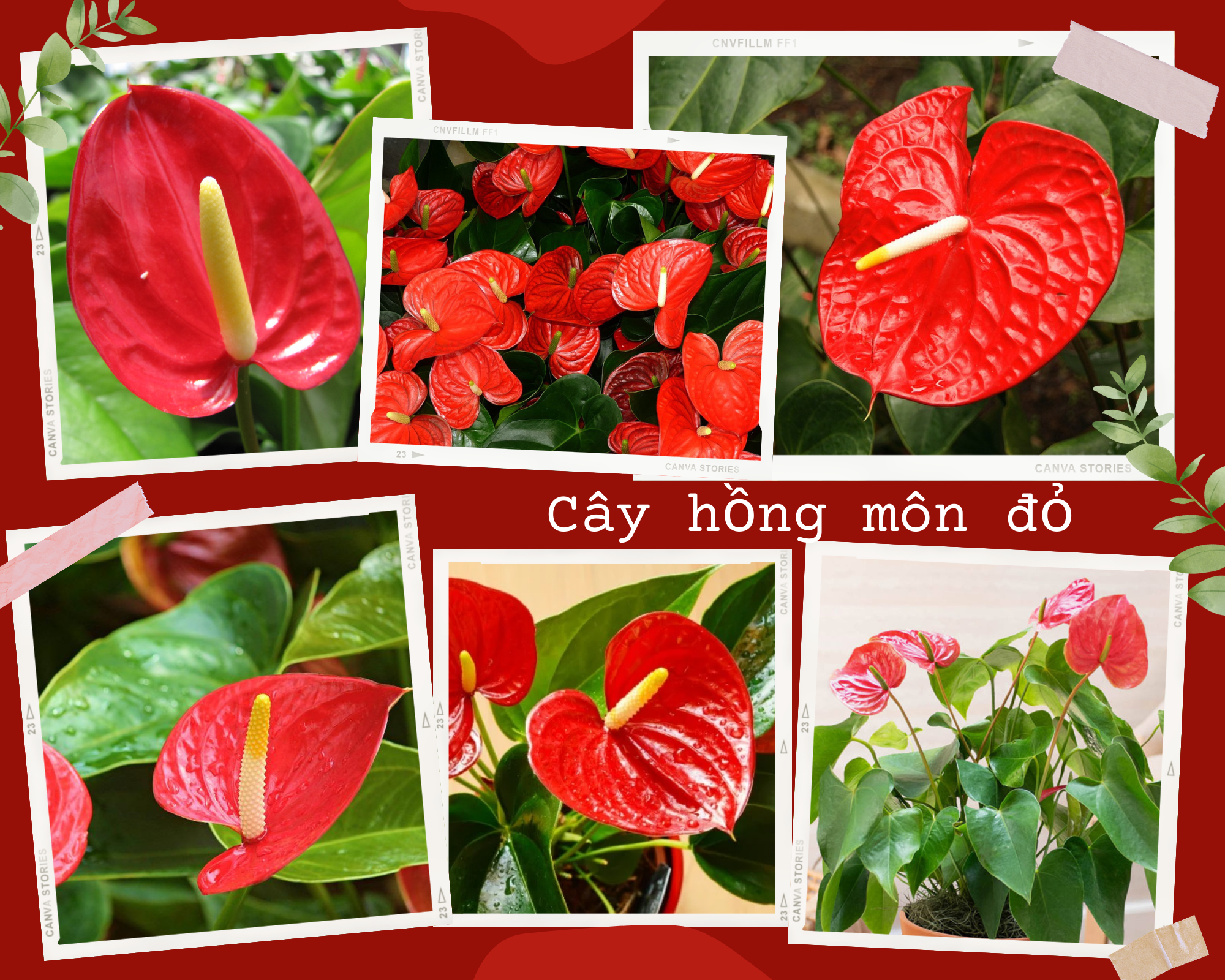 Cây hồng môn hợp mệnh, tuổi nào? Ý nghĩa phong thủy trong đời sống - 3