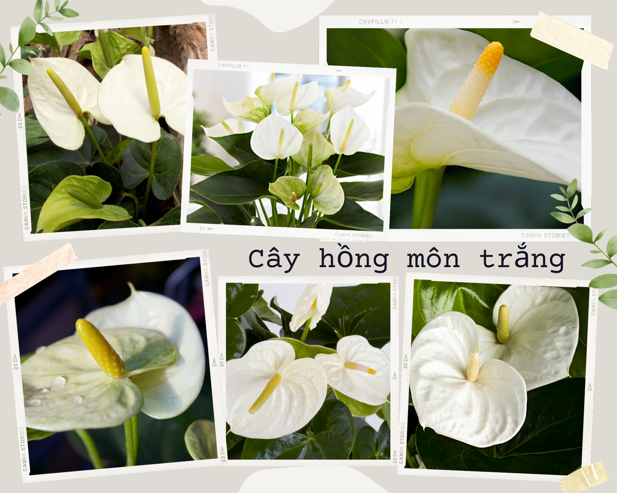 Cây hồng môn hợp mệnh, tuổi nào? Ý nghĩa phong thủy trong đời sống - 5