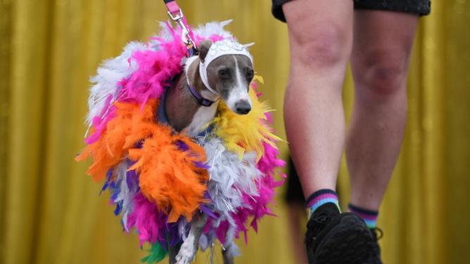 Pet ownership rates have surged since the start of the COVID-19 pandemic. (Steven Saphore/AAP PHOTOS)