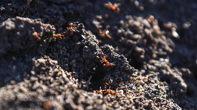 Fire ants are considered one of the world's most invasive species. (Jono Searle/AAP PHOTOS)