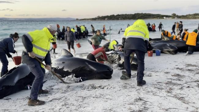 97 pilot whales died at Cheynes Beach.