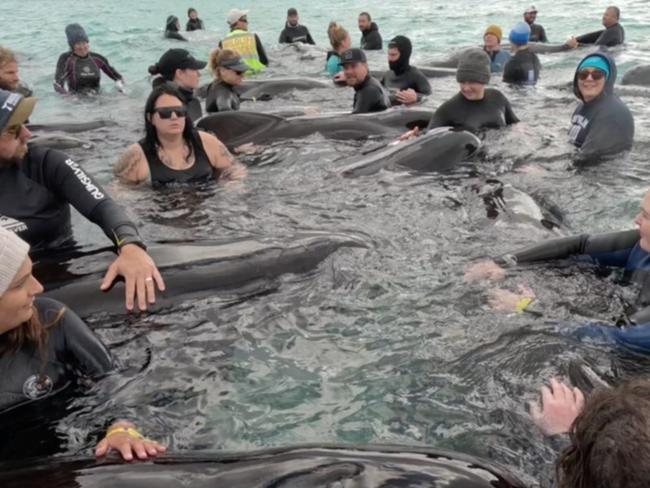 Rescuers helping stranded whales